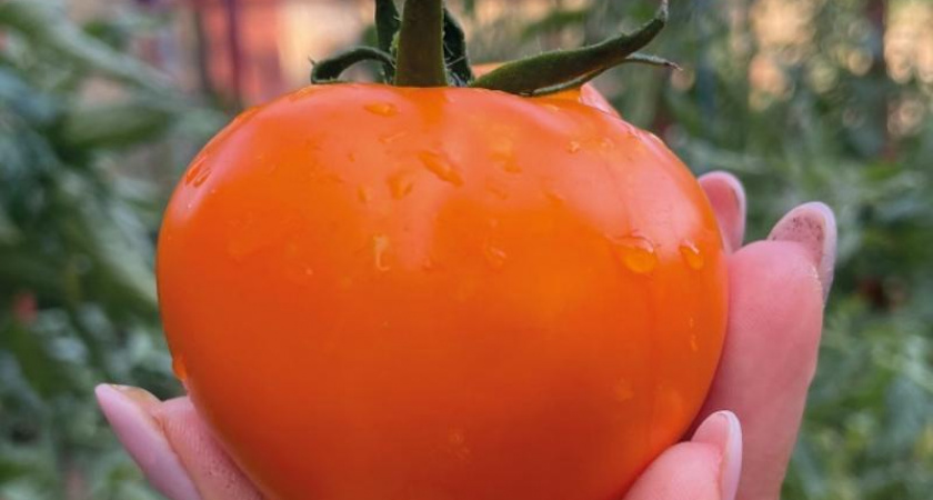 Апельсиновые томаты: новый сорт удивляет цветом и вкусом