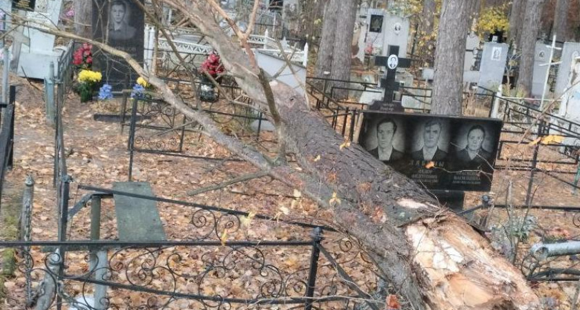 На воронежском кладбище дерево рухнуло на могилы