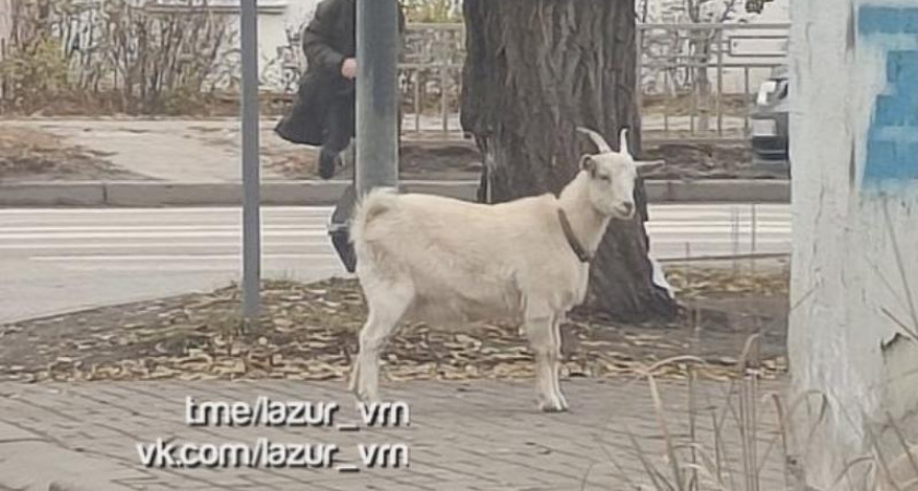 Белый козел гуляет по улицам Воронежа в районе ЖК Лазурный