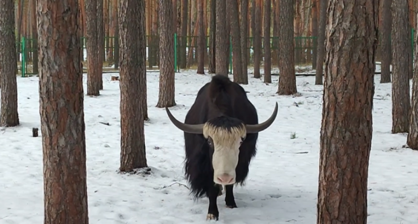 Як из Воронежского зоопарка носит природную юбку для защиты от холода