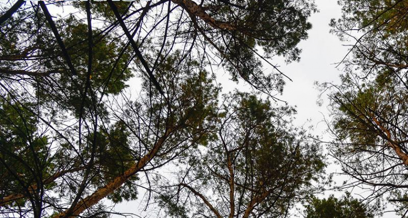 В Воронежской области нашли трех пропавших детей