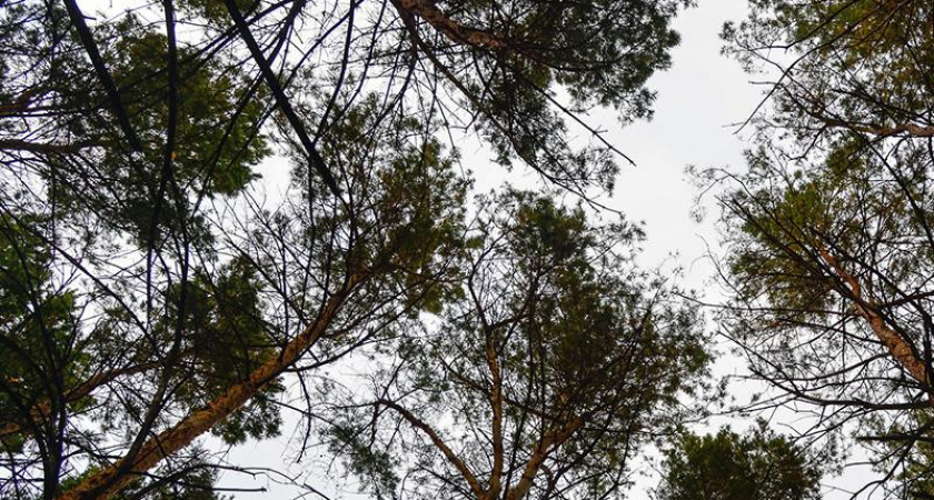 В Воронежской области нашли двух пенсионерок, пропавших по собственному желанию