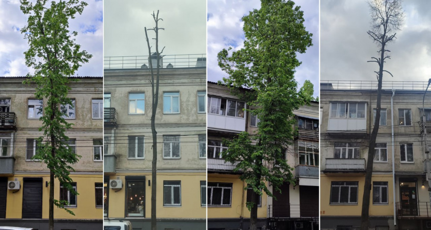 Воронеж теряет зеленый облик: в центре города снова варварски обрезали липы