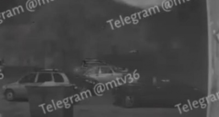 Летучая мышь у подъезда напугала жителей Воронежа