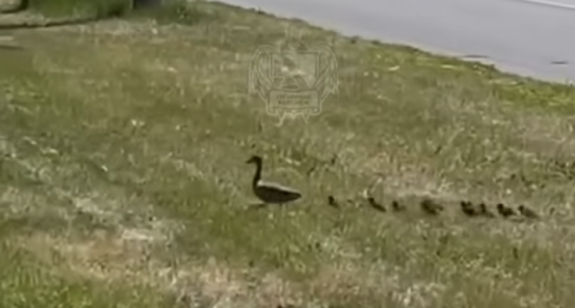 Утка с десятью утятами успешно пересекла шестиполосную дорогу в Воронеже