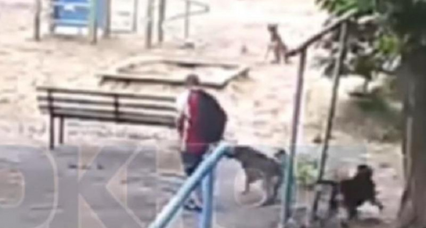 Стая собак напала на ребенка в Воронеже