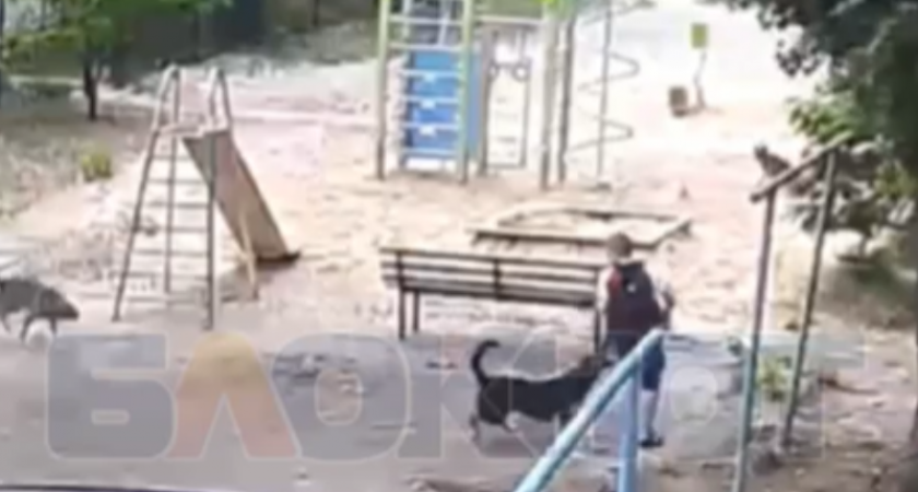 Возбуждено уголовное дело после нападения бездомных собак на школьника в Воронеже