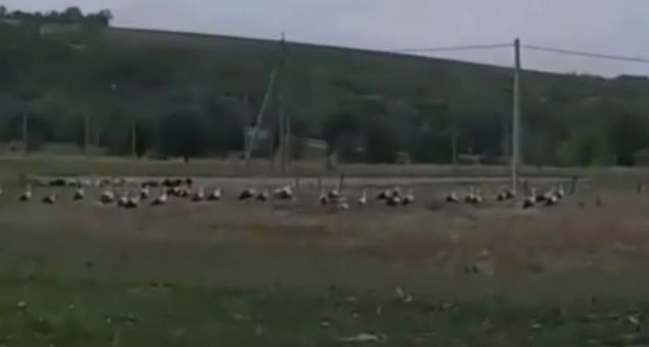 Большое скопление аистов заметили в Воронежской области