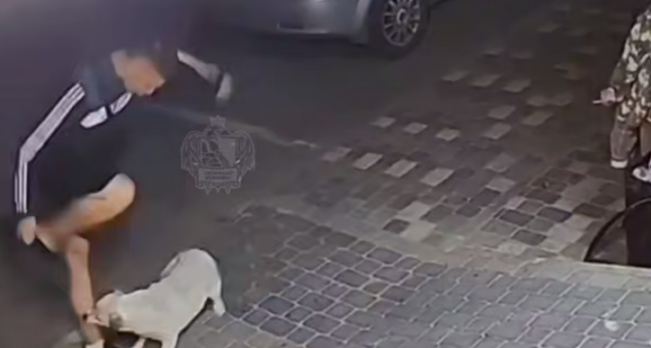 В Воронеже стая бездомных псов напала на прохожего во дворе: видео атаки попало в соцсети