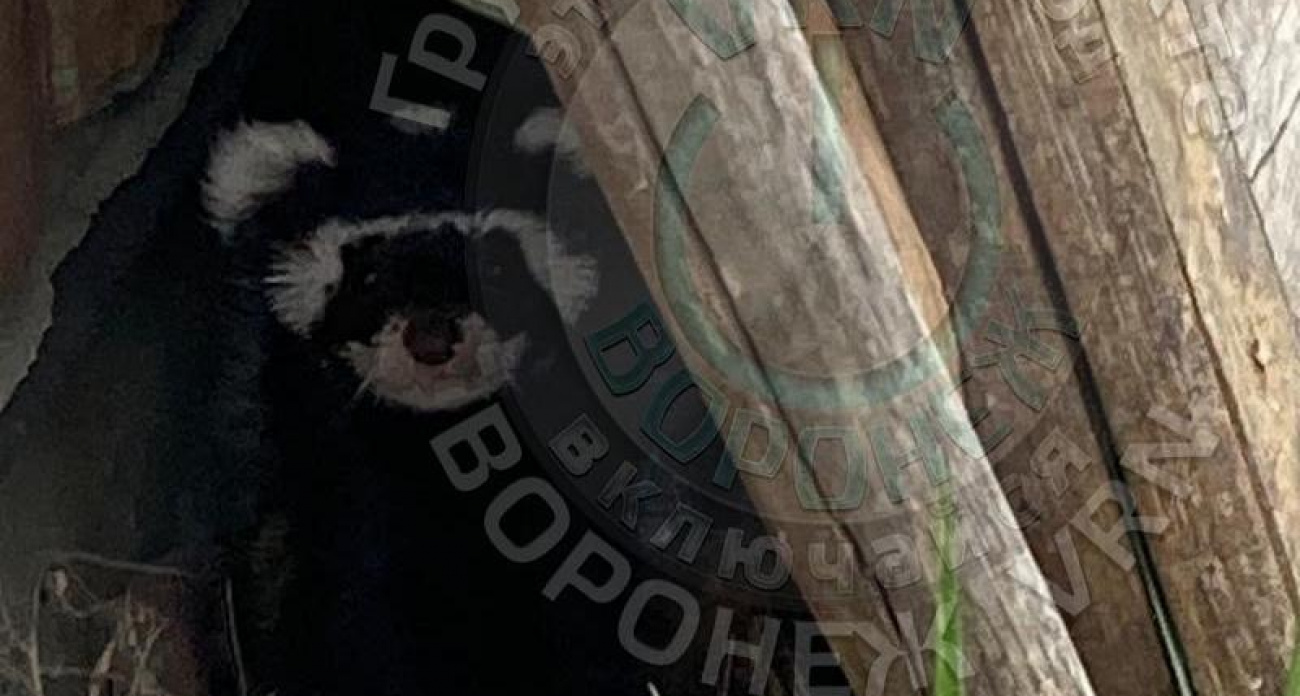 Житель Воронежа принял редкого хищника за ворчащего соседа-пенсионера