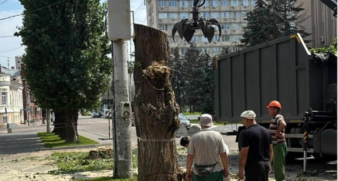 Застройщик уничтожил редкие тополя без пуха у ВГУ: мэрия требует компенсации