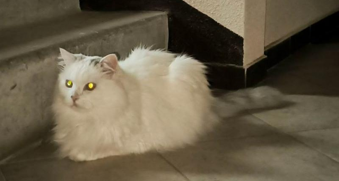 Белый кот Филипп оккупировал лестницу воронежской многоэтажки и стал звездой соцсетей