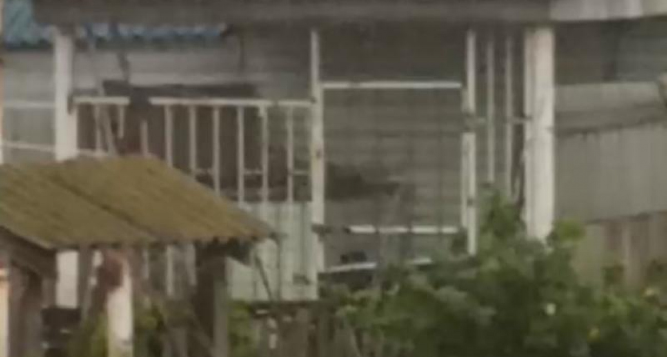 "Воет днём и ночью": заброшенная собака терроризирует целый район Воронежа
