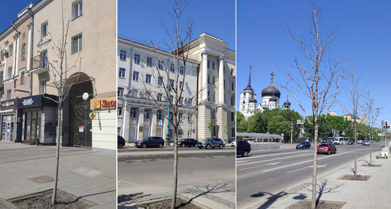 В Воронеже засыхает 34% молодых деревьев: через 3 года улицы останутся без зелени