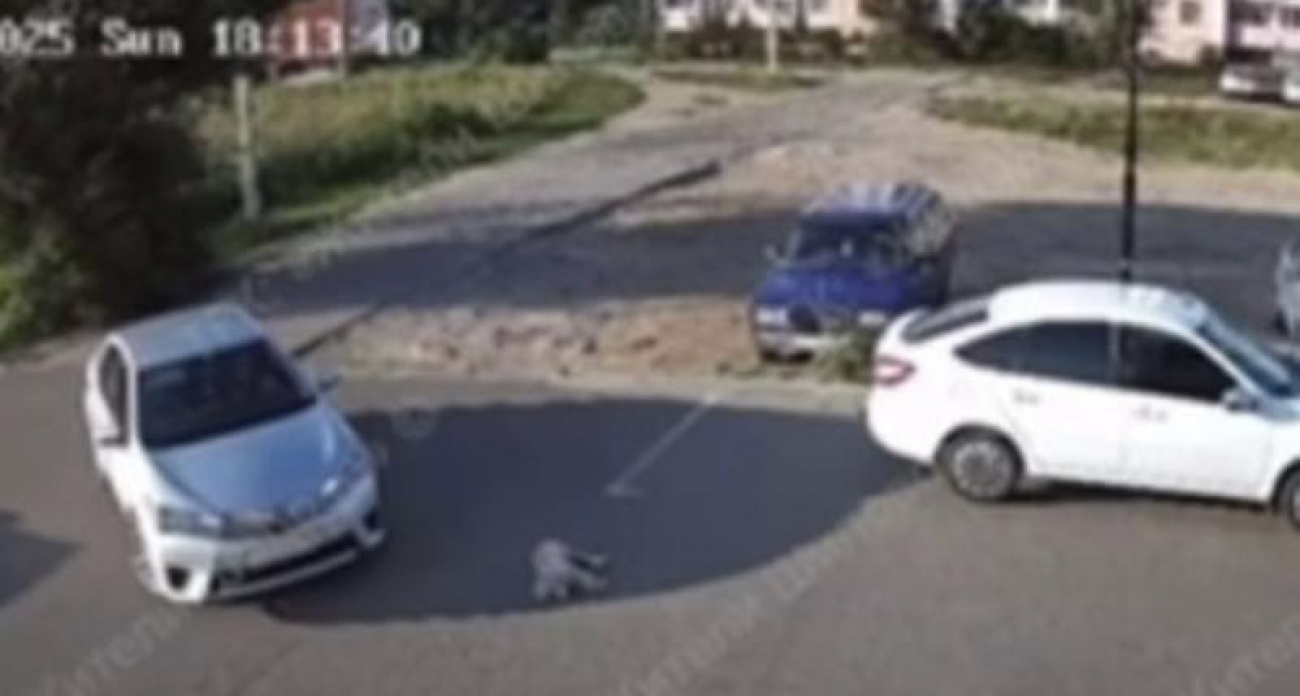 Водитель целенаправленно переехал спящую собаку в воронежском дворе на глазах у жителей