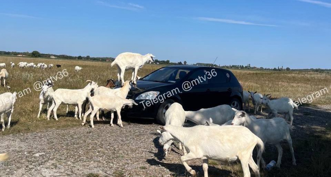 Стадо коз устроило "автопарк" на машине женщины: 6-летний пастух не вмешивался