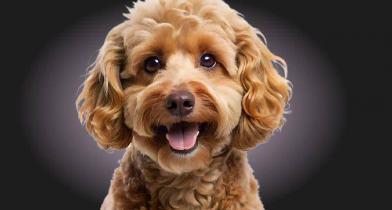 СКИДКА 30% + NANOBUBBLES и онлайн-трансляция стрижки: итальянская косметика для питомцев в "Собачьем деле"