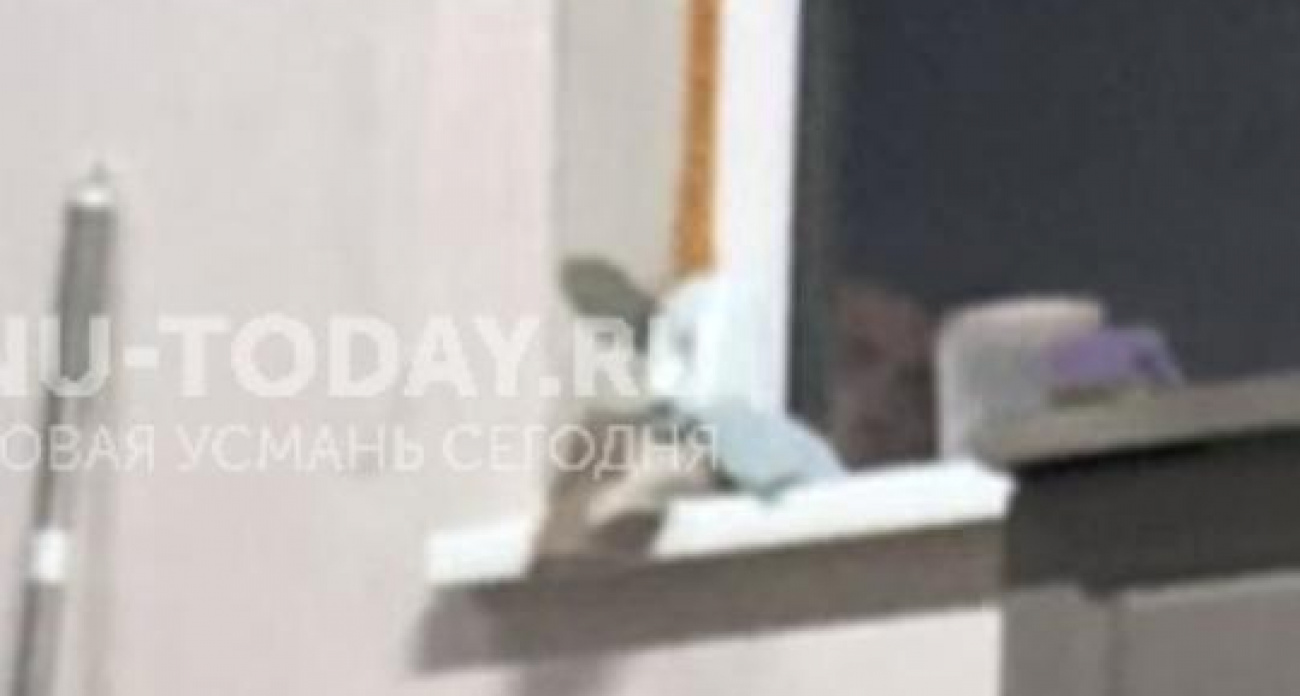 Фотографируя котят, жительница Воронежской области случайно засняла лицо незнакомца за окном