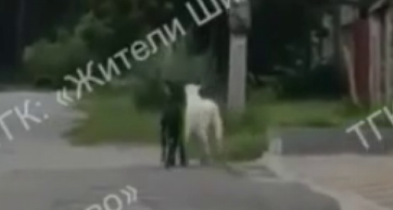 Черная и белая козочки из Малышево покорили воронежцев трогательной дружбой на видео