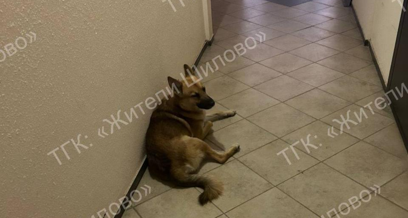 "Беспредел!": бездомная собака свободно бегает по подъезду в Воронеже, жители в шоке