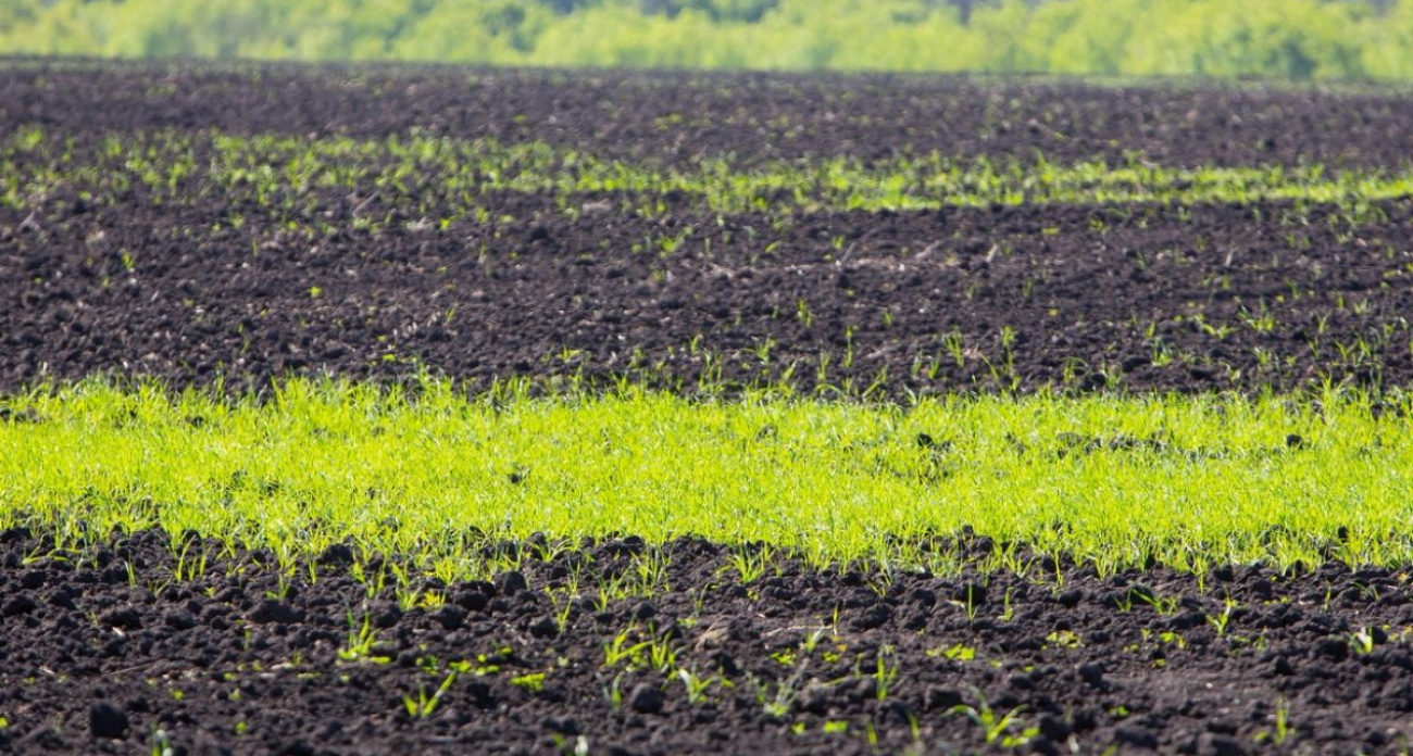 66 нарушений с начала года: в Воронеже продают незарегистрированные семена огурцов и томатов