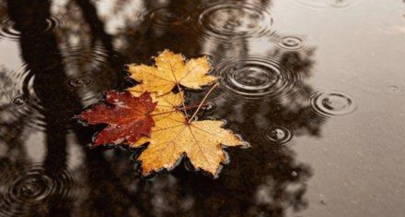 Дожди и похолодание до +2: Воронеж накроет предзимье с порывистым ветром до 12 м/с