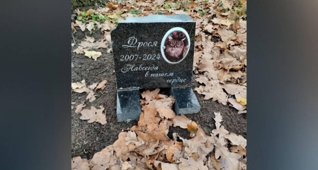 В Воронеже нашли нелегальное кладбище питомцев: могилы разрывают животные, грозит инфекция