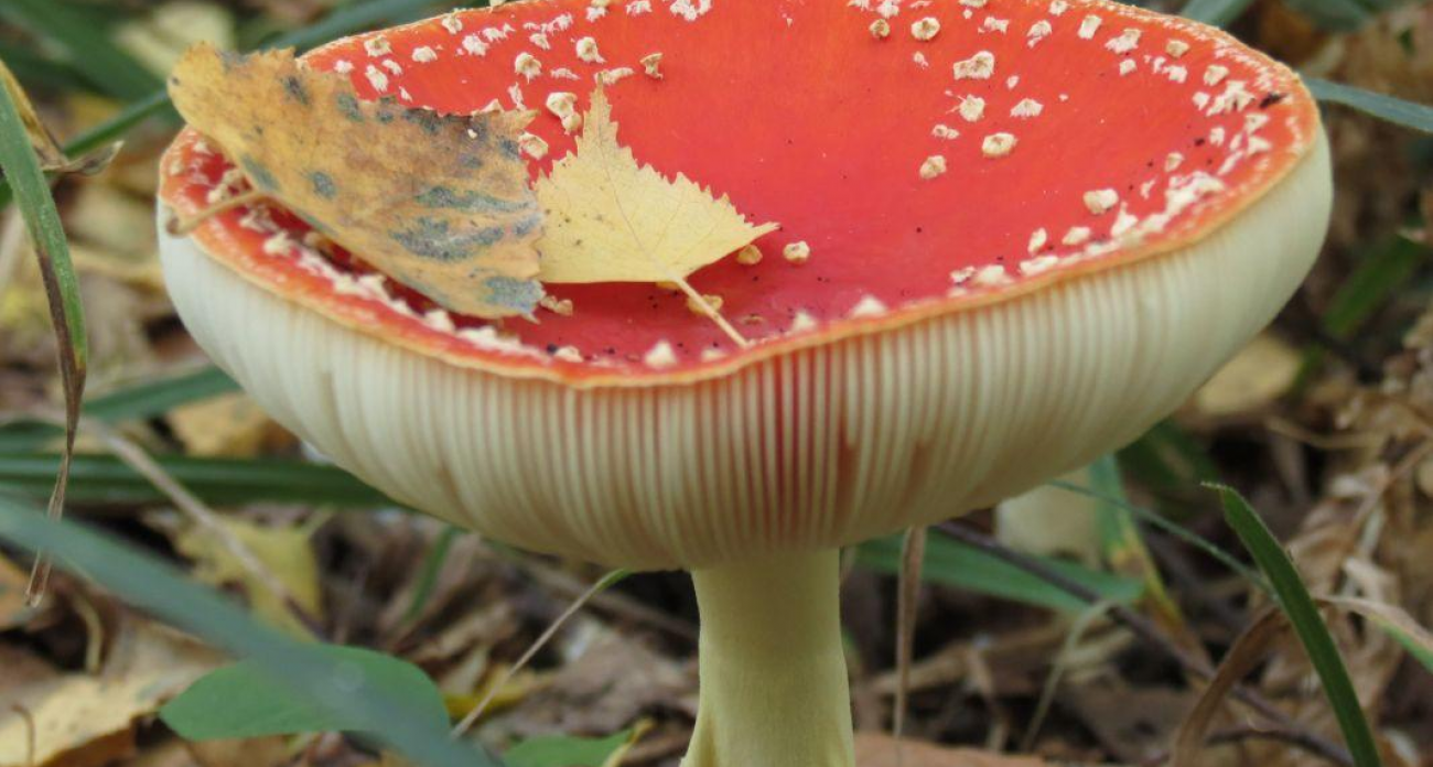 Скрывали месяц: двое воронежцев погибли от грибов, отказавшись вызывать врачей