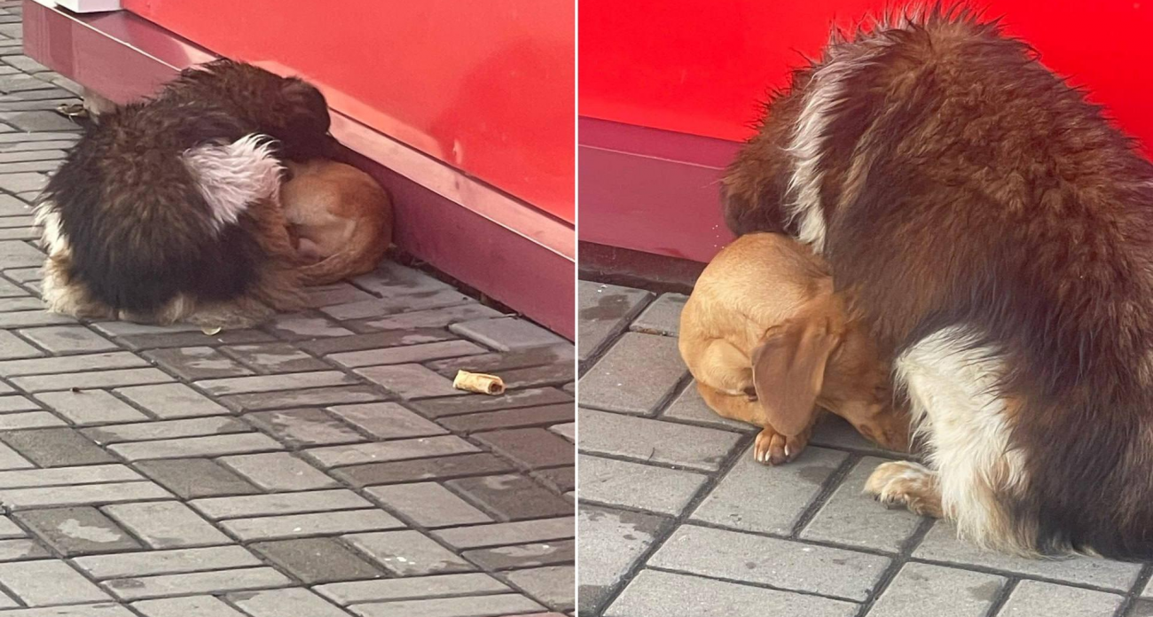 Взлохмаченный бродяга согрел замерзающую таксу у ларька в Борисоглебске