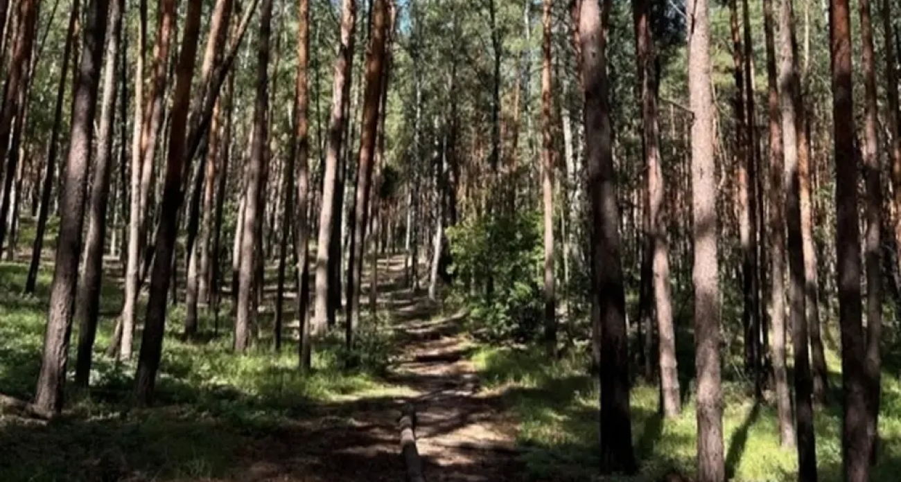 188 гектаров Тавровского леса должны одобрить Минобороны и ФСБ: проект прошёл первый этап