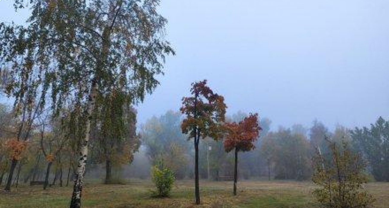 Туман и +11: воронежцам дали три дня до мокрого снега и смены резины