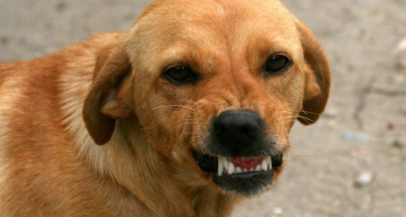 Третий случай за месяц: бешеная собака закрыла четыре СНТ в Воронеже до февраля 2026