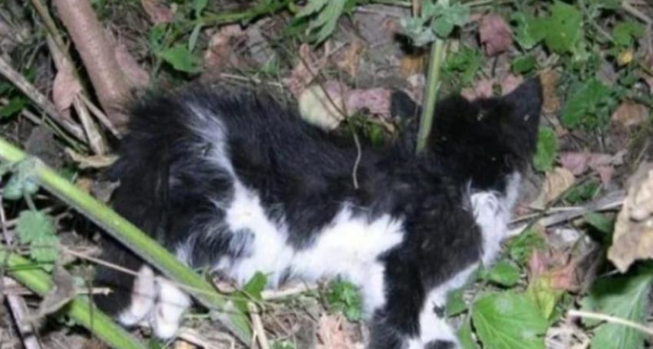 Более 10 мертвых кошек с признаками отравления нашли в воронежском микрорайоне Подклетное