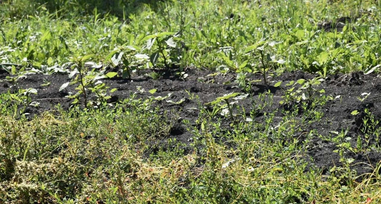 В Воронежской области обнаружили 306 новых очагов опасных вредителей и болезней