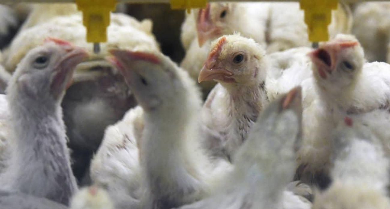 Воронежский поставщик кормов требует 125 млн с птицефабрики: третий иск за три месяца