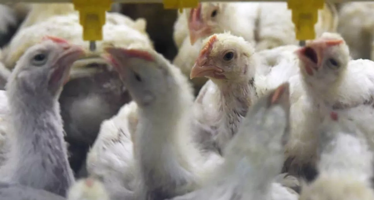 Воронежский поставщик кормов требует 125 млн с птицефабрики и ДТП на Степана Разина - главные новости за 13 ноября