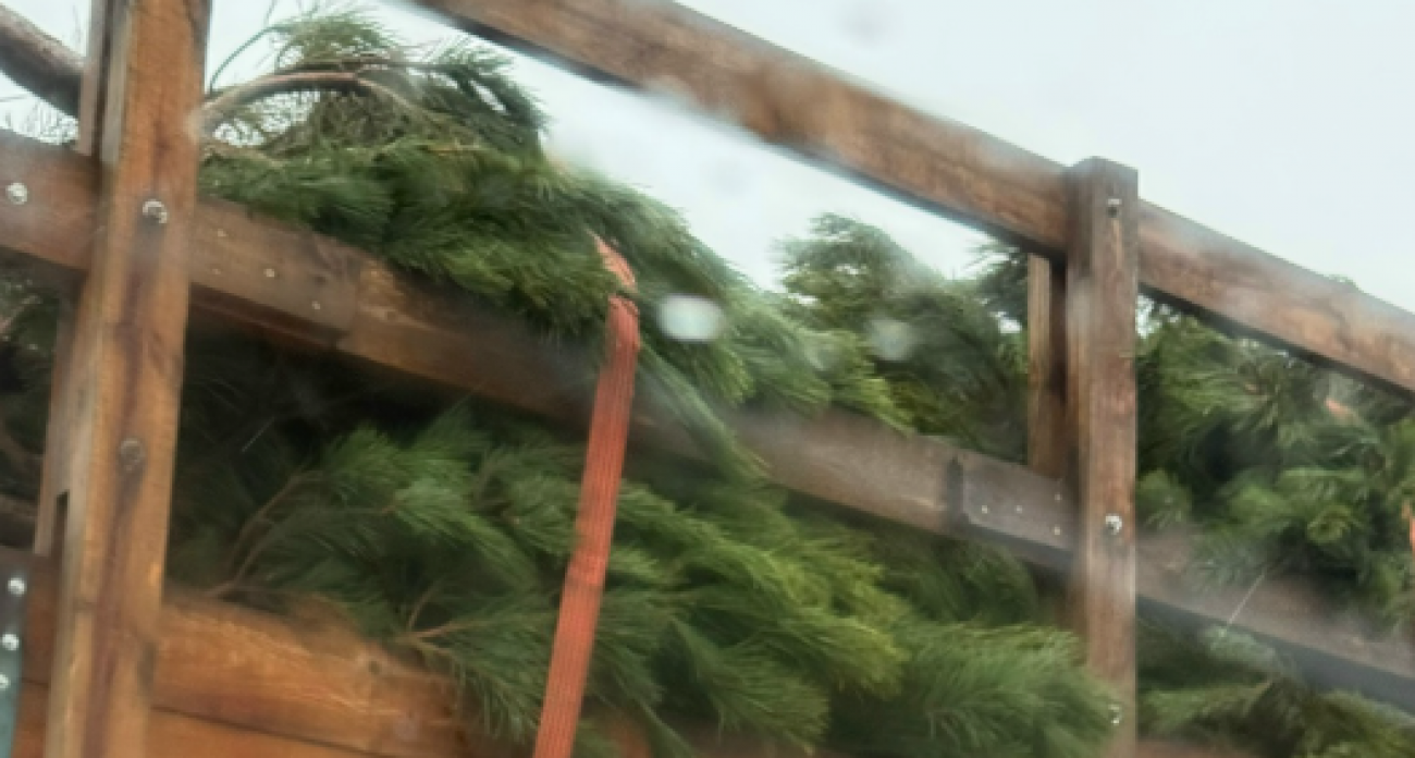 Грузовик с ёлками замечен под Воронежем за полтора месяца до Нового года