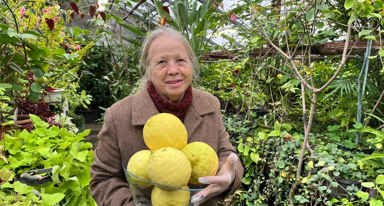 Лимон весом 752 грамма: агроном с 30-летним стажем вырастила гиганта в Воронеже