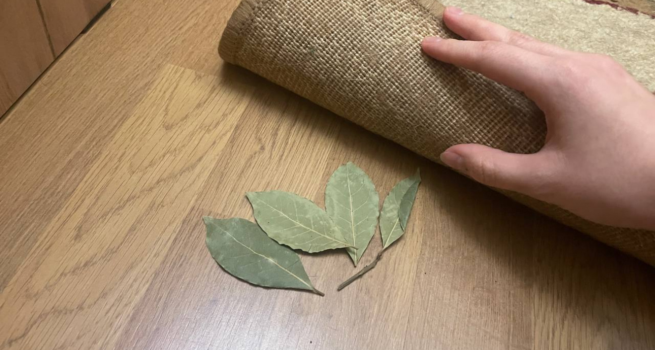 Опытные хозяйки прячут под ковром 4 листа лаврушки: простой трюк решает застарелую проблему раз и навсегда