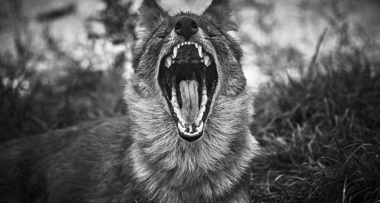 Запрет на вывоз животных и выставки: в воронежском селе снова объявлен карантин по бешенству