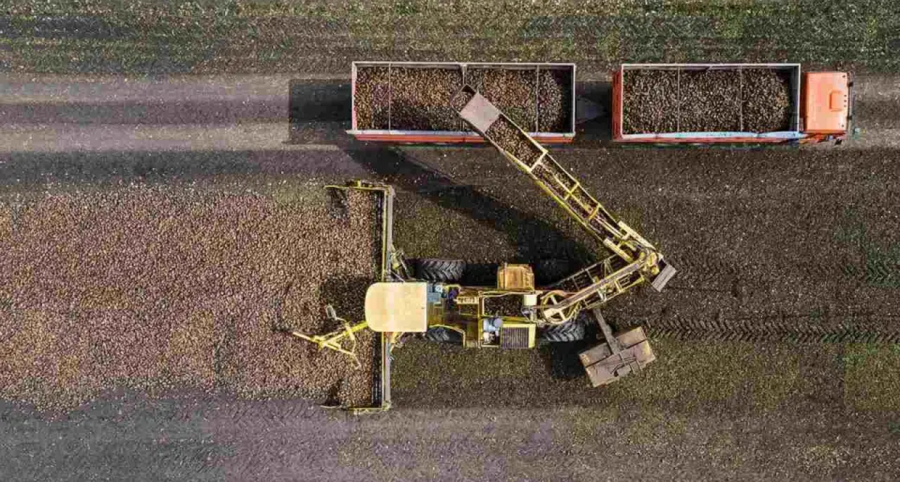 «Продимекс» выжал 470 тысяч тонн сахара: половина урожая Воронежской области уже переработана