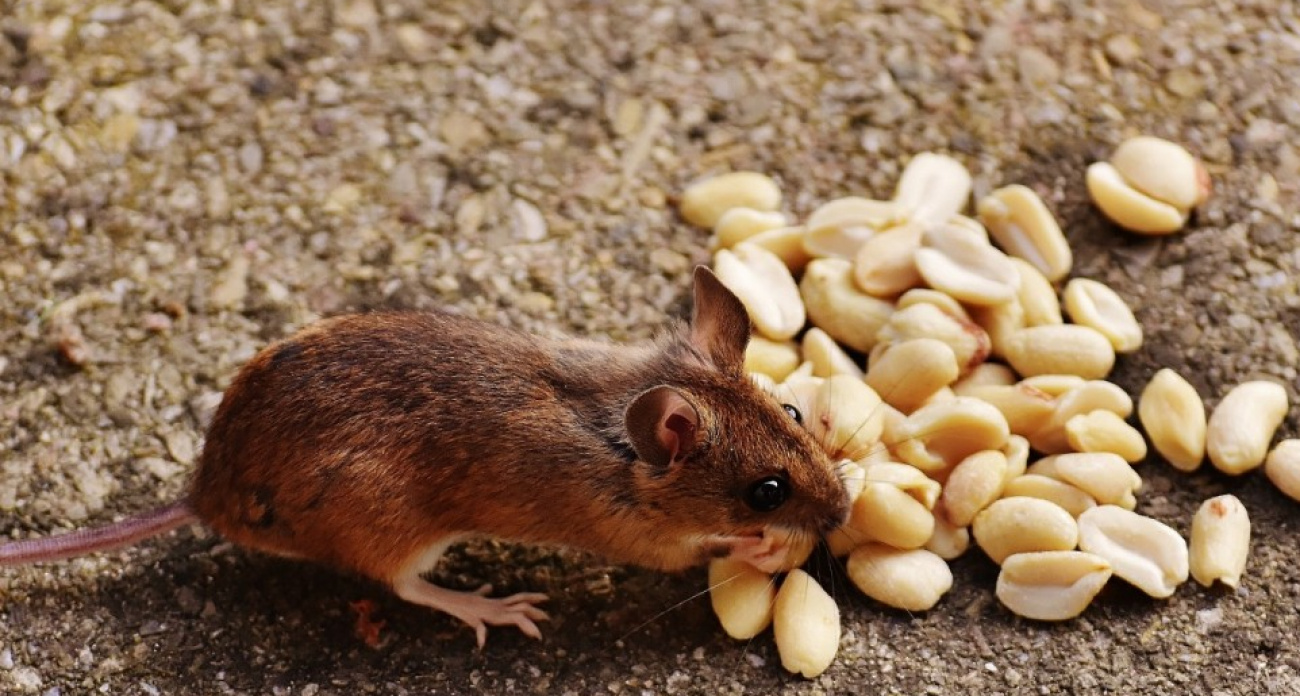 Разработала план против мышей - они больше не появляются в доме. Делюсь методом, который действительно работает