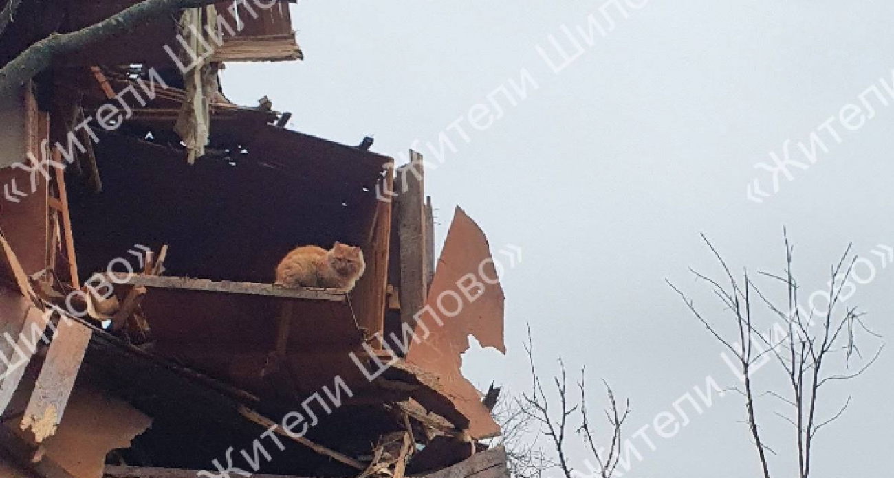 Рыжий кот вернулся в руины: животные спешат домой после подрыва ракет в Воронеже