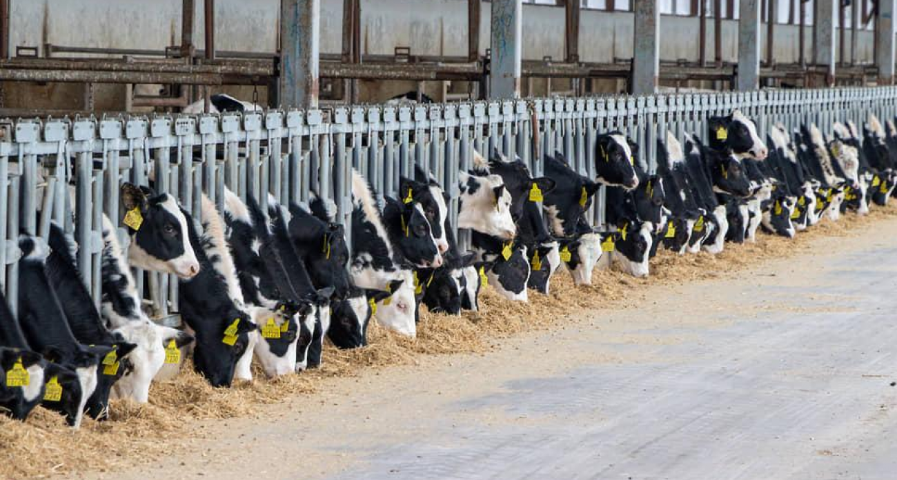 110 тонн молока в сутки: в Воронежской области достраивают ферму на 8 тысяч голов за 6 млрд