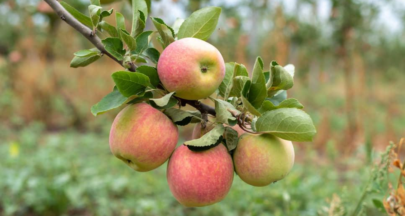 ВТБ отсудил 142 млн у воронежского производителя яблок и требует банкротства через суд