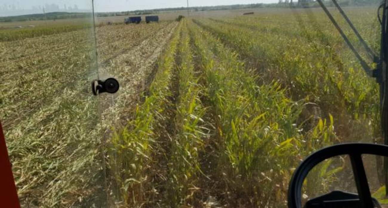 Воронежские аграрии побили прошлогодний рекорд на 59%: намолочено 5,7 млн тонн зерна