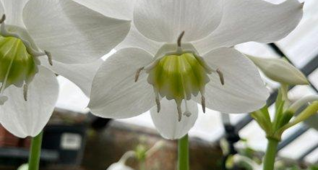 Редкий эухарис с ароматом нарцисса зацвел в Воронеже: ботсад распродает излишки