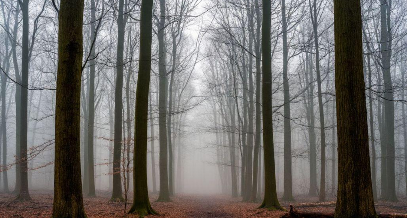 «Лиза Алерт»: 6 из 92 пропавших в Воронежской области за октябрь найдены мёртвыми