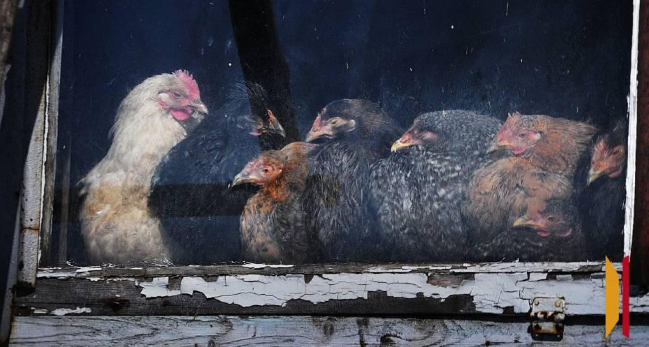 Птицефабрику в Воронежской области закрыли на 10 суток: работники без медкнижек, убойный цех в руинах