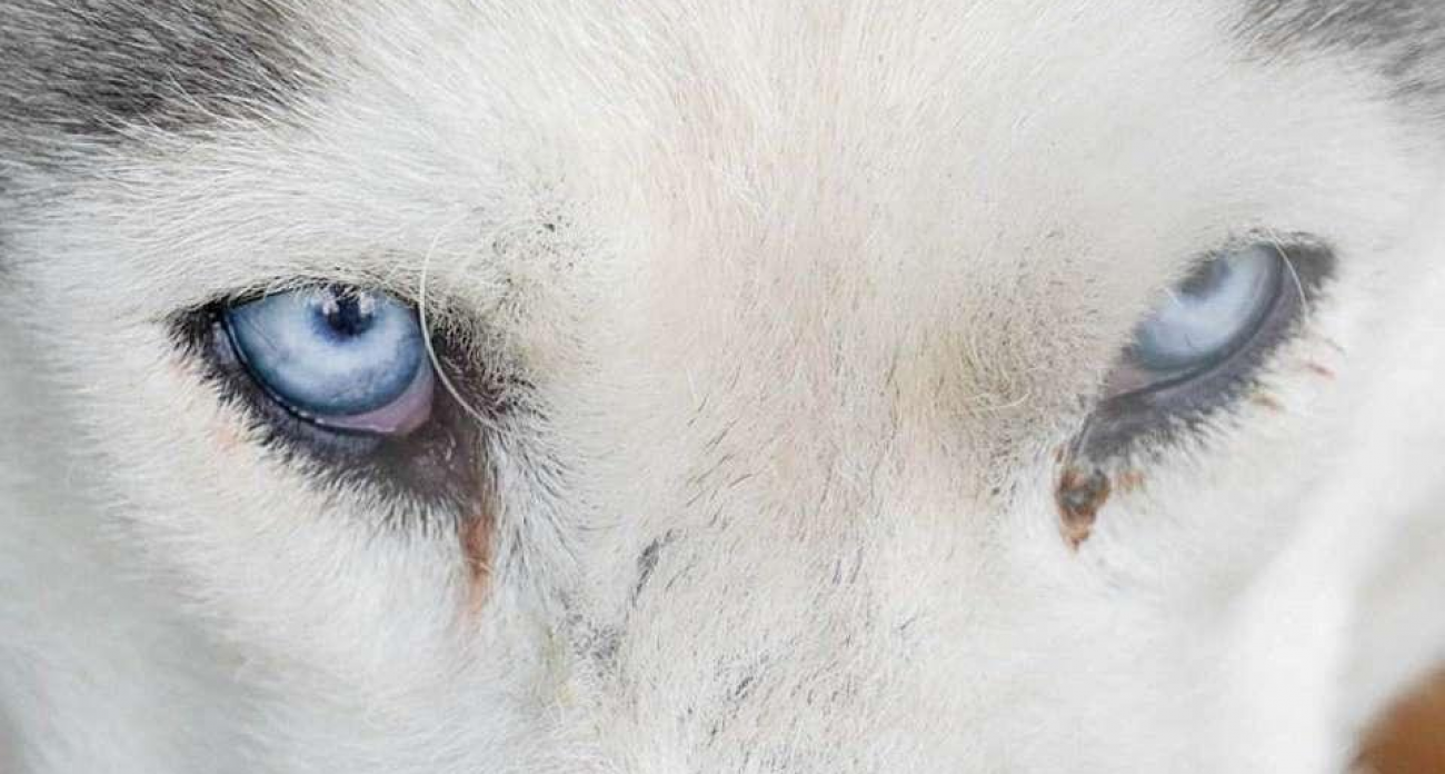 Бешенство в Васильевке: карантин на 800 метров до марта 2026